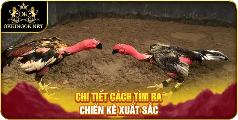 Chi tiết cách tìm ra chiến kê xuất sắc