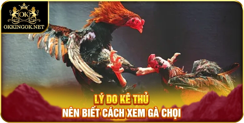 Lý do kê thủ nên biết cách xem gà chọi