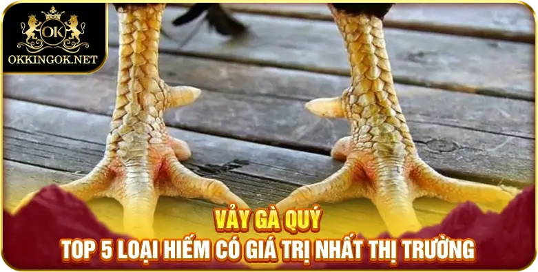 vảy gà quý